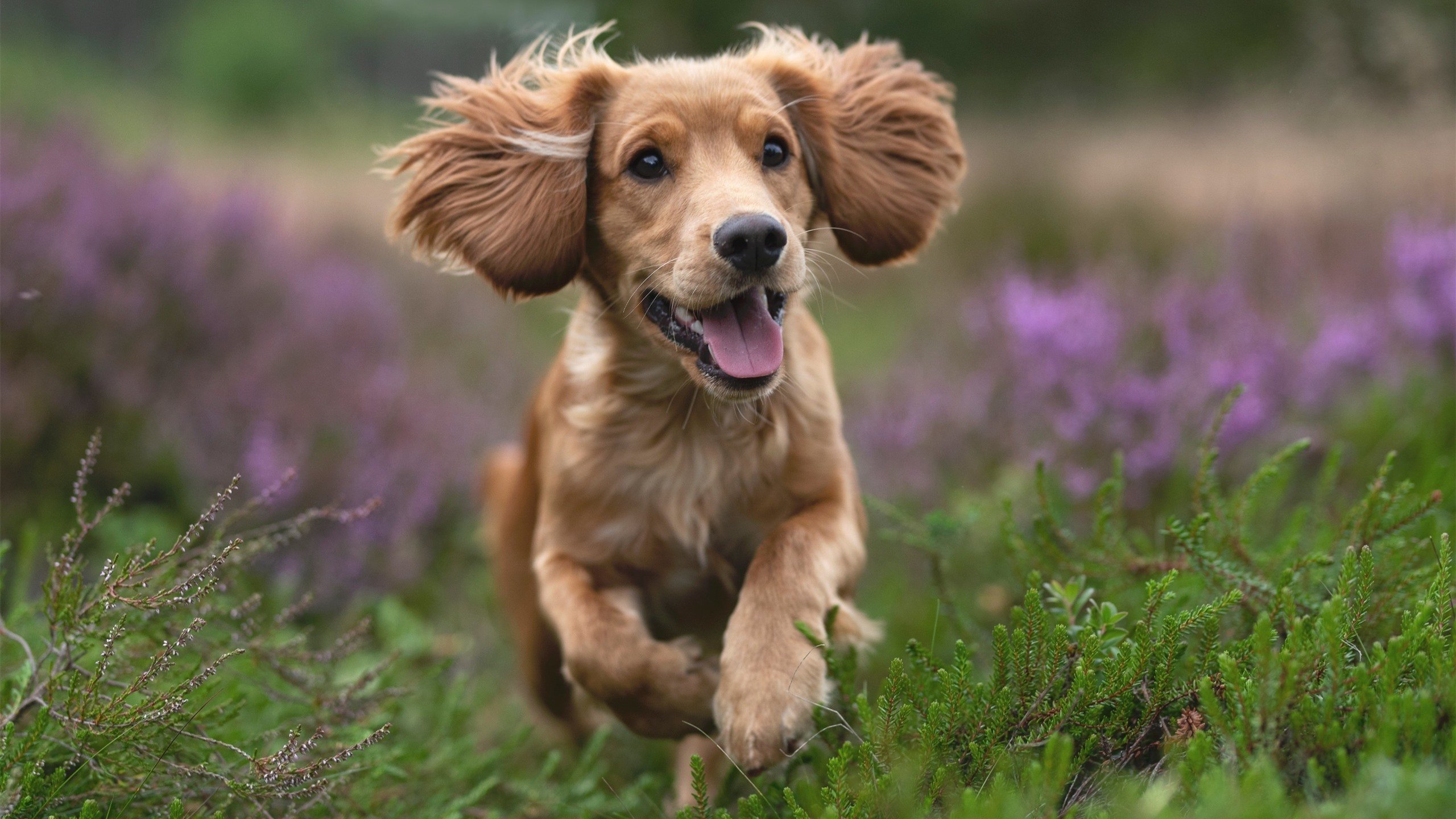 冷门制造者，当猛龙掀翻篮网，霍勒迪在德甲上演王者归来