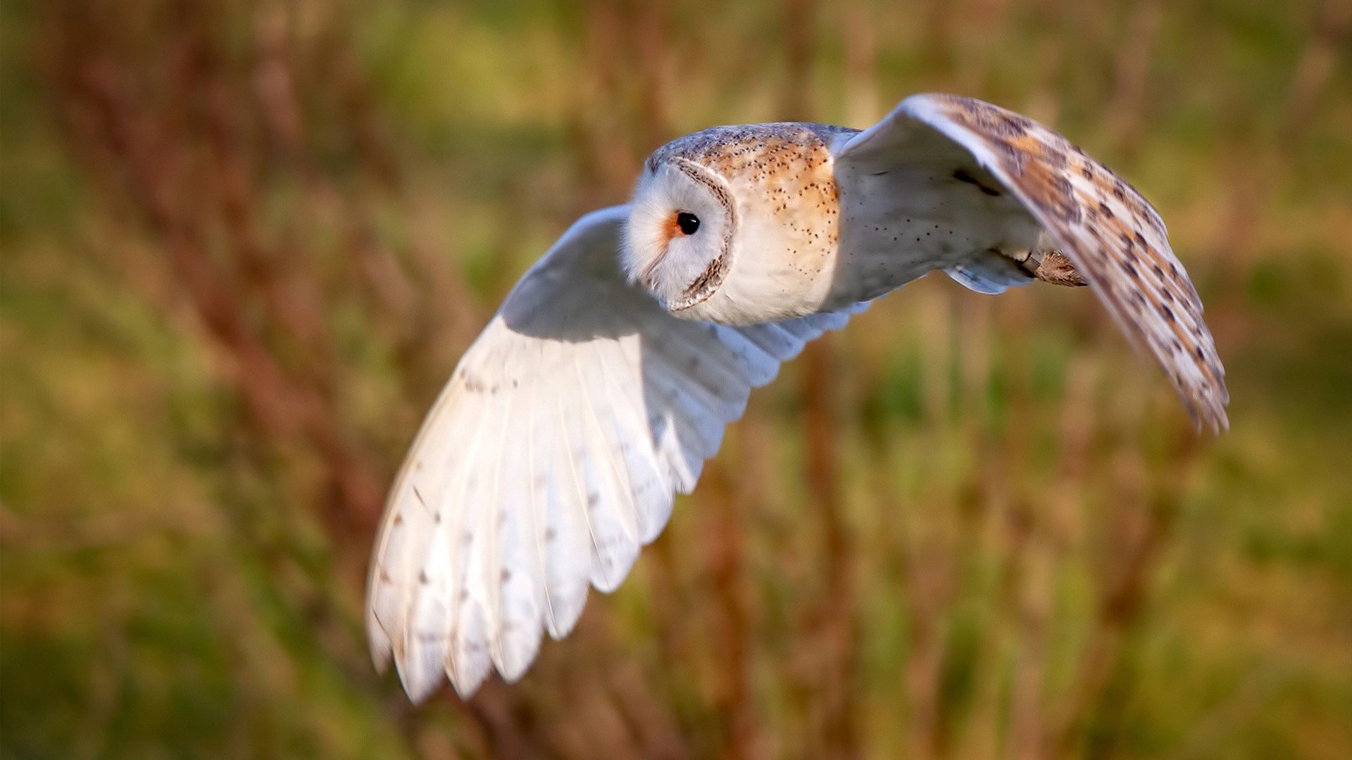巴黎铁塔与闪电的对决，当格纳布里的数据烟花照亮王子公园