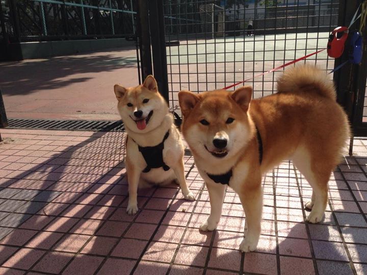 速度与突围，F1新赛季揭幕战，一场马赛式的关键战役