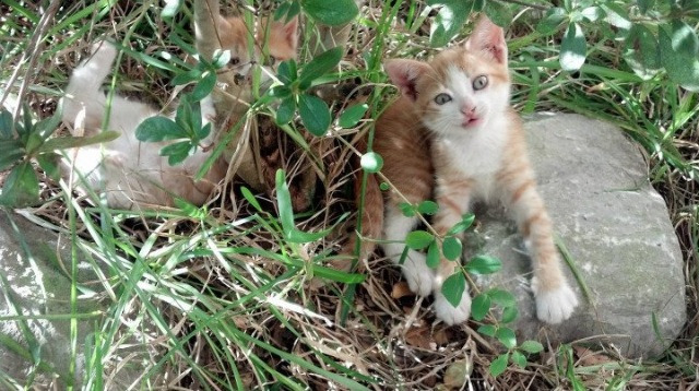 斩杀悬念，献祭自我，阿劳霍如何将一场悬念之战变为个人意志的丰碑