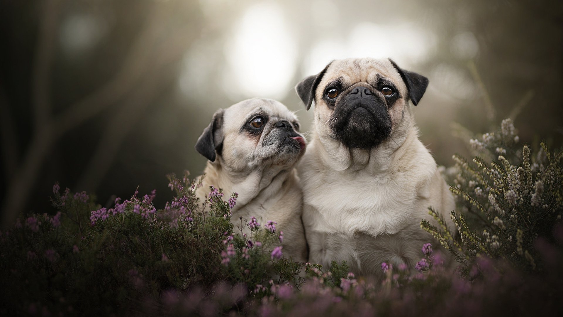 雷火电竞app-太阳队上演赛道超车，用F1智慧击穿开拓者防线