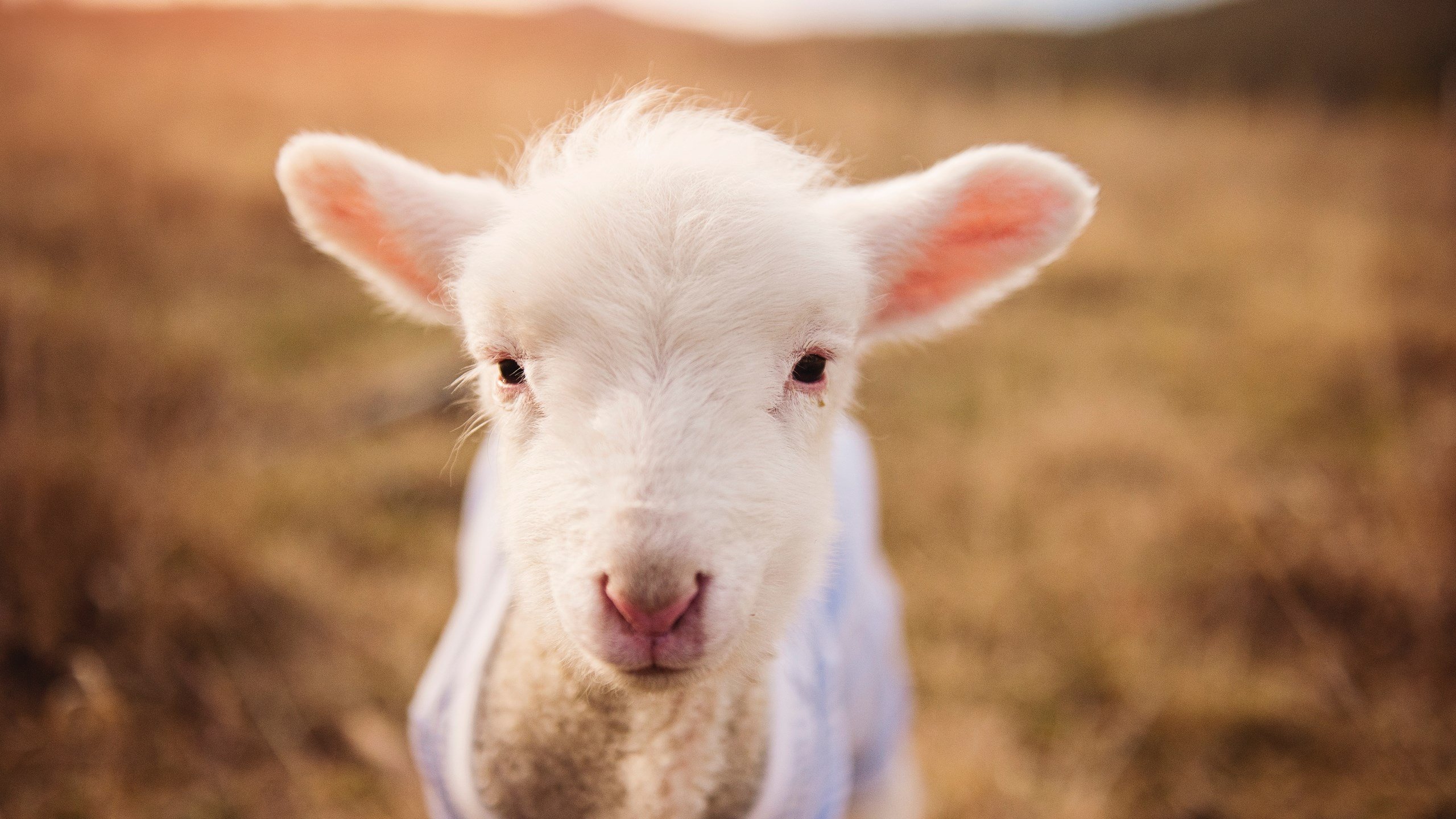 雷火电竞主播-当险胜与接管在同一个夜晚发生，一场篮球哲学的胜利