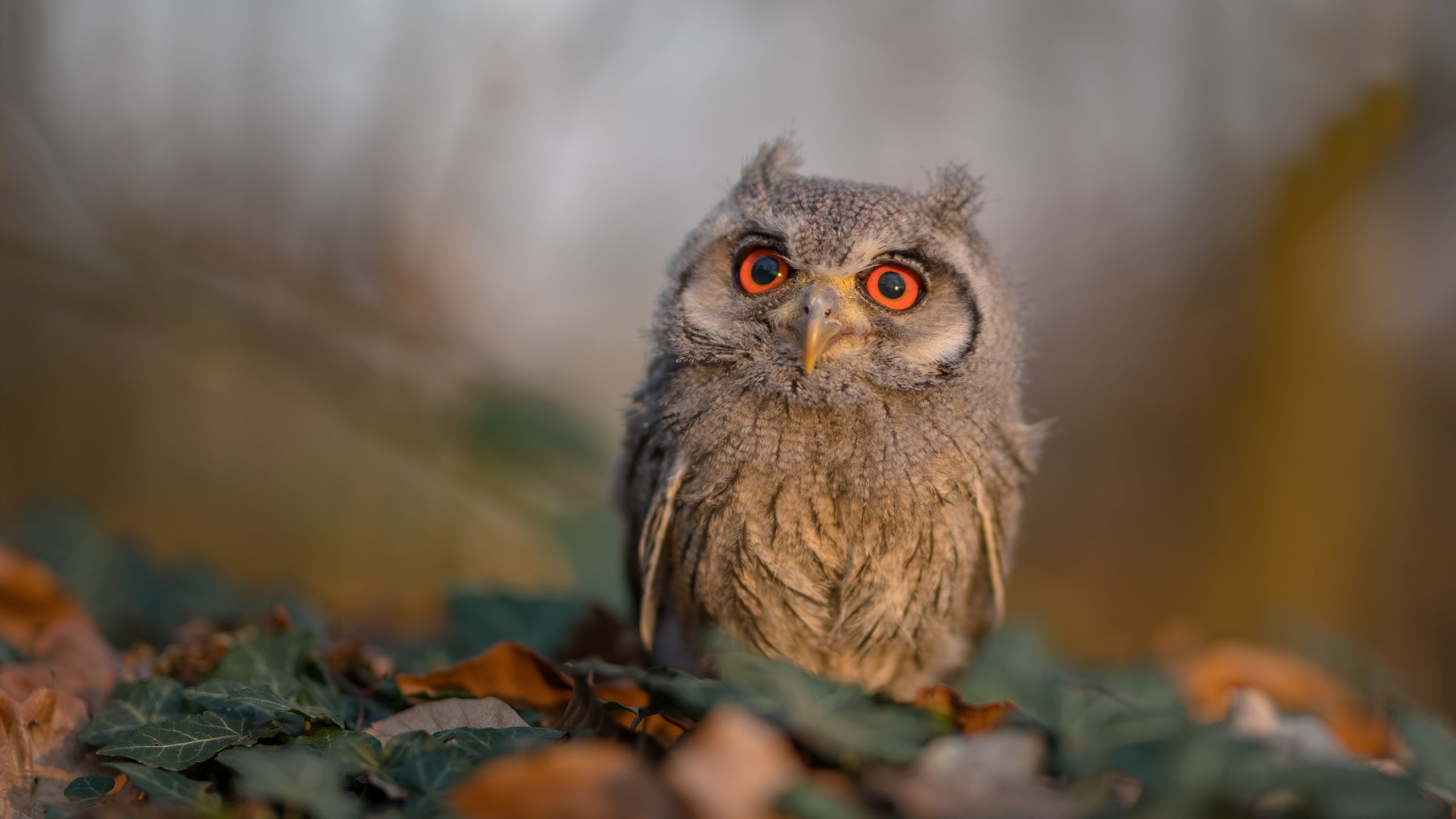 雷火电竞app-跨界之巅，当意甲绿茵场响起篮球的绝杀钟声