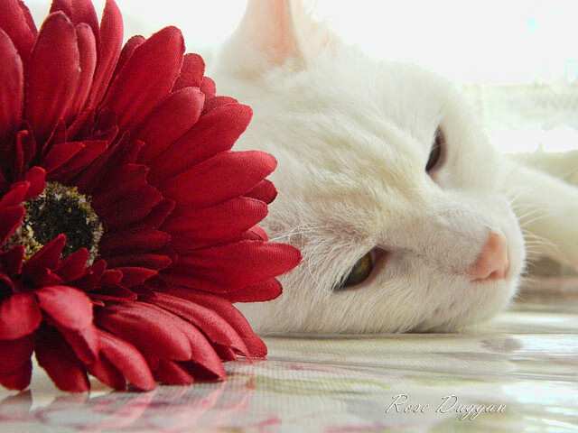 铁血军团与孤胆英雄，热火防守炼狱与莫兰特西部终极救赎