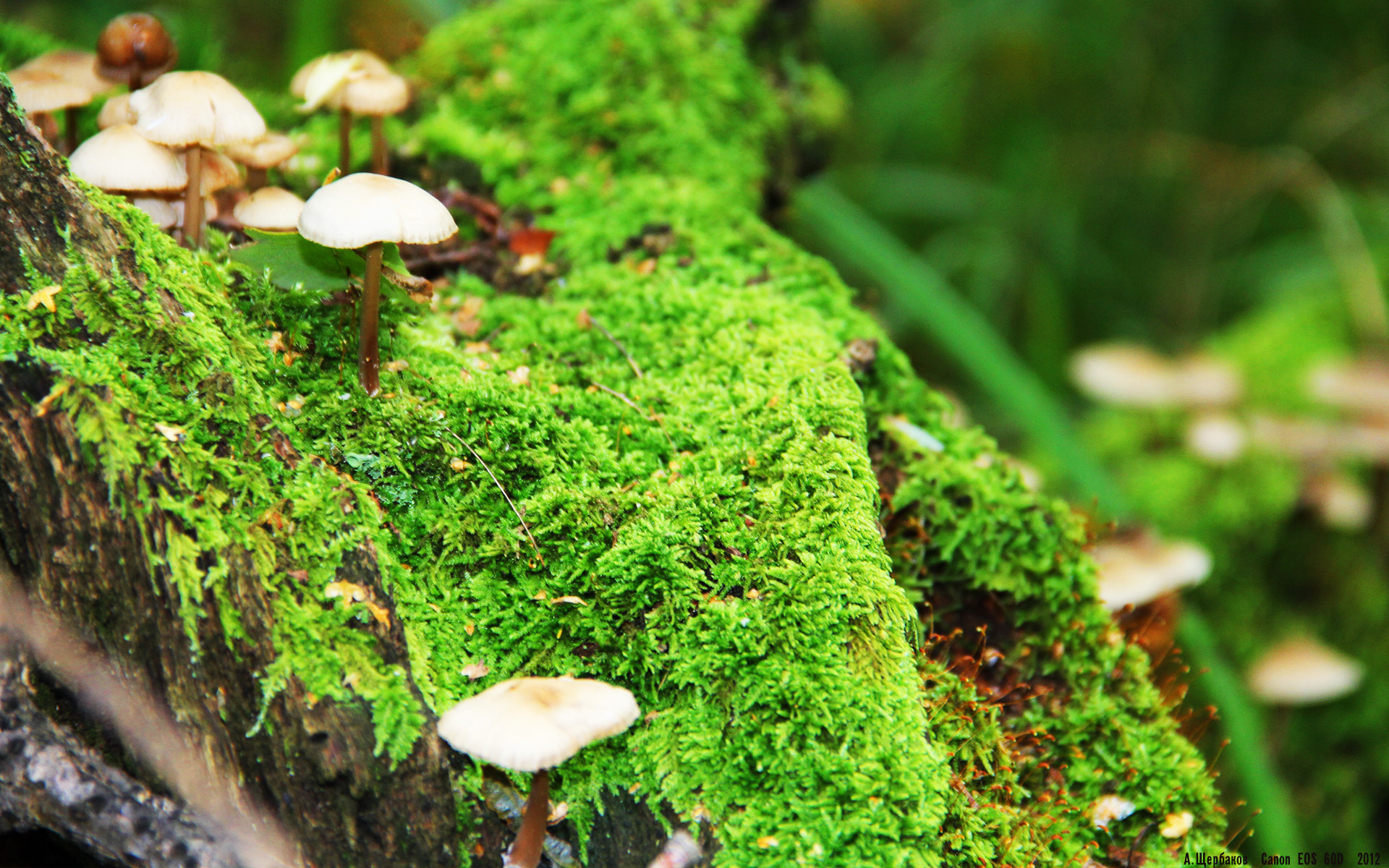 铁壁与利刃,当尼斯战术的铁律照见加维的天才闪光