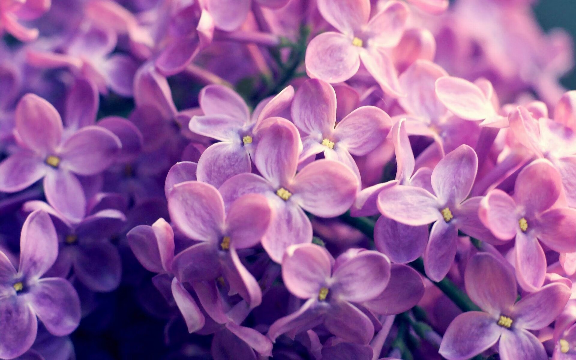 上海大鲨鱼时空迷航记，当姚明初代队友在1986年花园球馆遭遇绿色洪流以及30年后，一个叫凯文·杜兰特的男人如何回应那场跨越维度的挑战